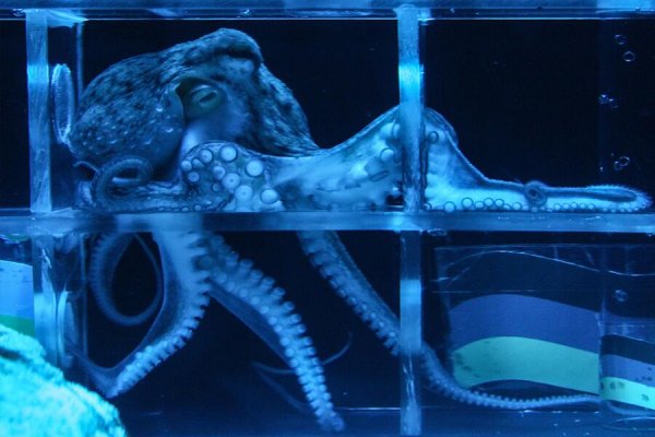 Kraken новая ссылка