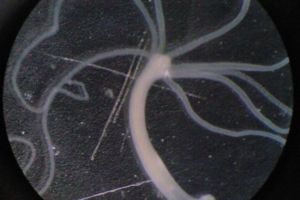 Кракен маркетплейс kraken clear com